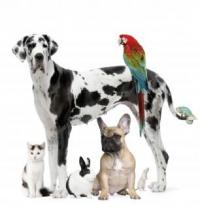 Animais
