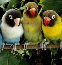 Grupo: Aves e Pássaros