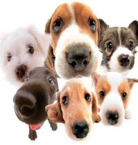 Grupo: Cães