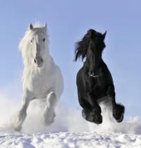 Grupo: Cavalos