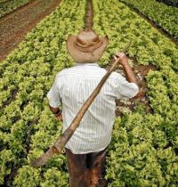 Agricultura